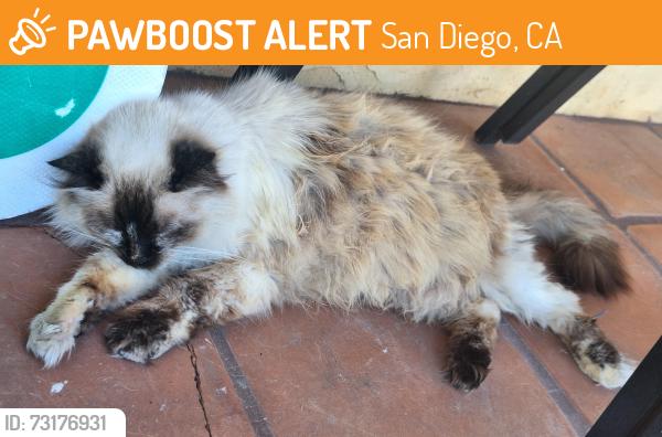 Found/Stray Unknown Cat last seen Isla Vista drive, San Diego, CA 92105