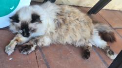 Found/Stray Unknown Cat last seen Isla Vista drive, San Diego, CA 92105