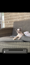 Lost Female Dog last seen South Polk street, Dallas, TX 75232