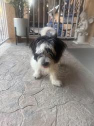 Found/Stray Male Dog last seen Randall ave, Fontana, CA 92335