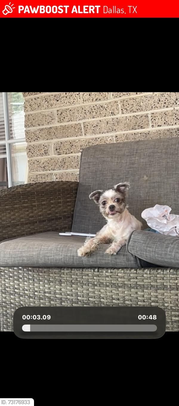 Lost Female Dog last seen South Polk street, Dallas, TX 75232