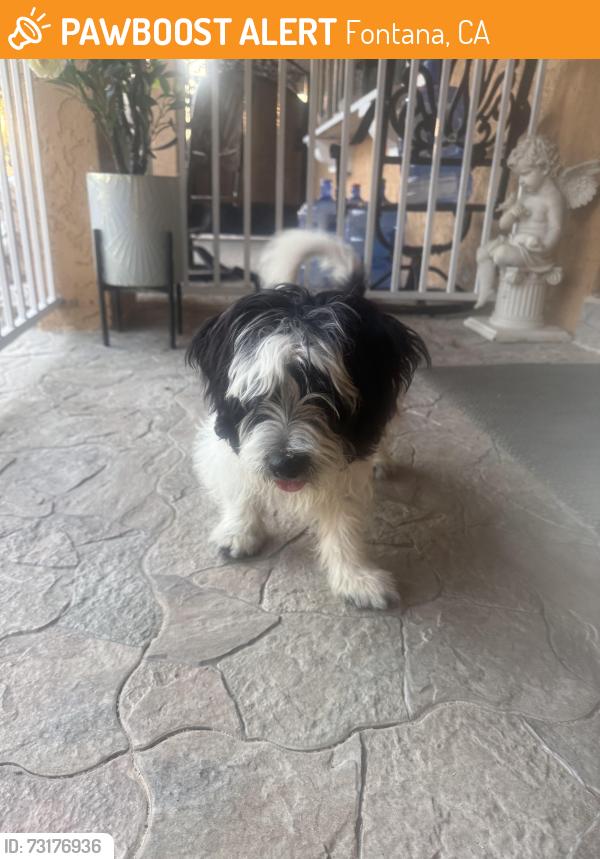 Found/Stray Male Dog last seen Randall ave, Fontana, CA 92335