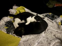Reunited Male Cat last seen Oak dr, Oakwood Acres, FL 34669