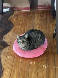 Lost Male Cat last seen Near Henninger St. and Polk St. cross section, Houston, TX 77023