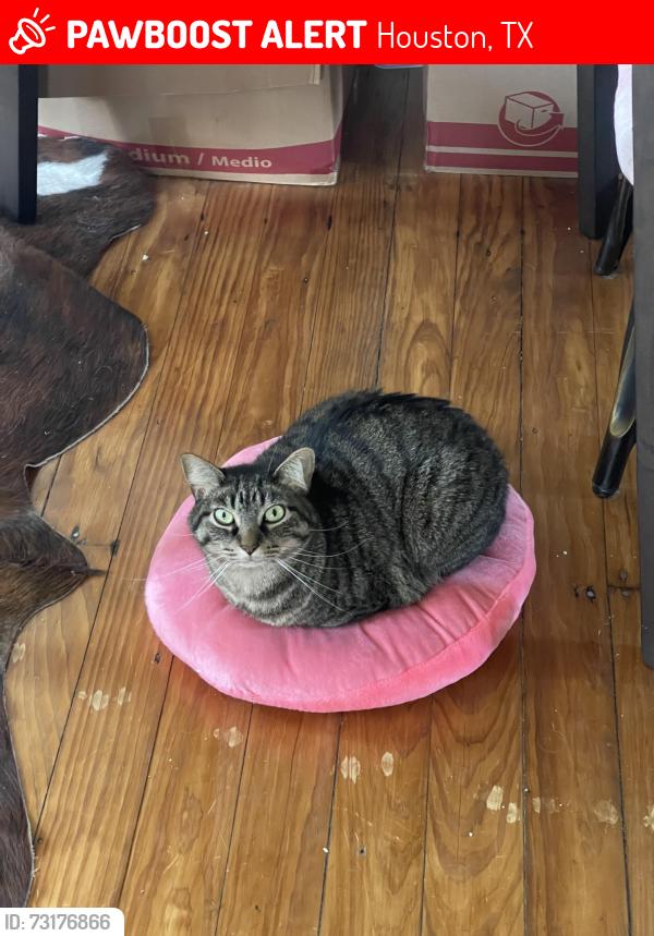 Lost Male Cat last seen Near Henninger St. and Polk St. cross section, Houston, TX 77023