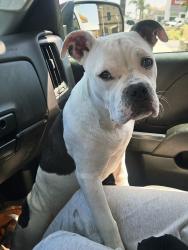 Lost Female Dog last seen van nuys, Los Angeles, CA 91405
