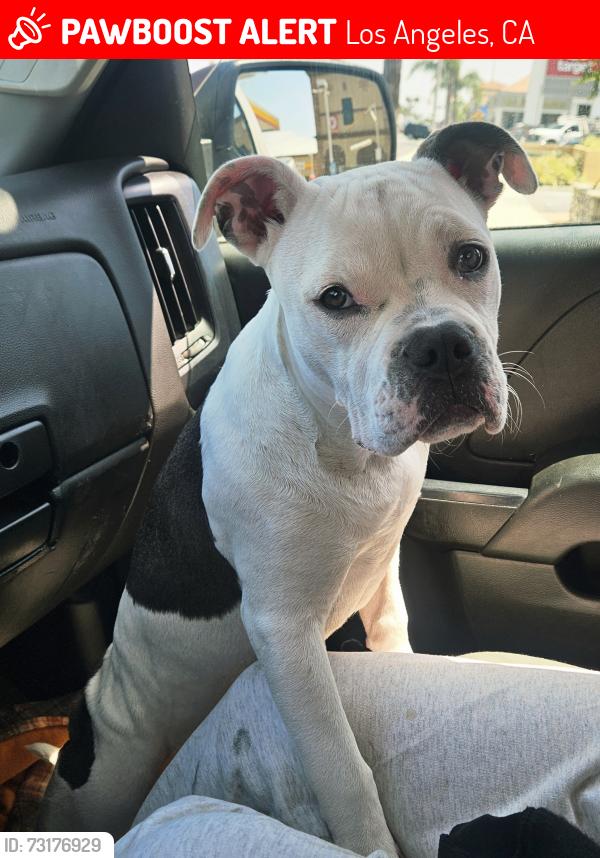 Lost Female Dog last seen van nuys, Los Angeles, CA 91405