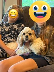 Reunited Female Dog last seen Meadow Drive, La Grange, KY 40031