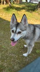 Reunited Female Dog last seen Randolph & S. Chatsworth, Saint Paul, MN 55102