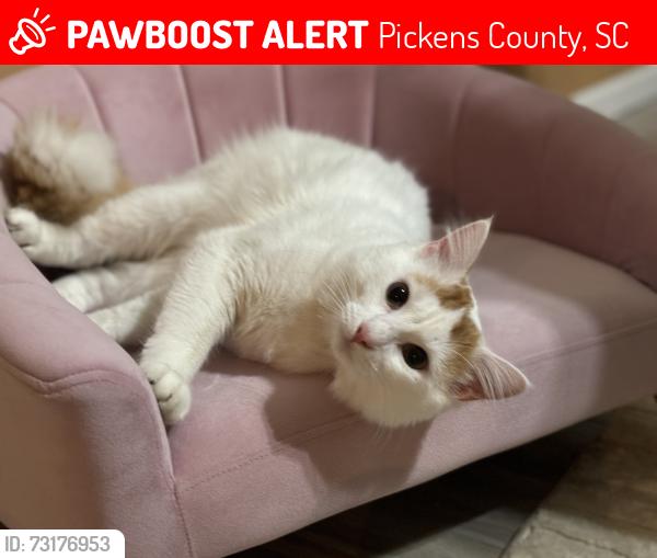 Lost Male Cat last seen store rd, Pickens County, SC 29640