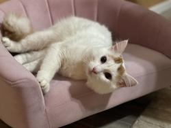 Lost Male Cat last seen store rd, Pickens County, SC 29640