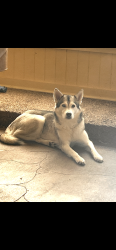 Lost Female Dog last seen Rockmoor and Crowley road, Fort Worth, TX 76134