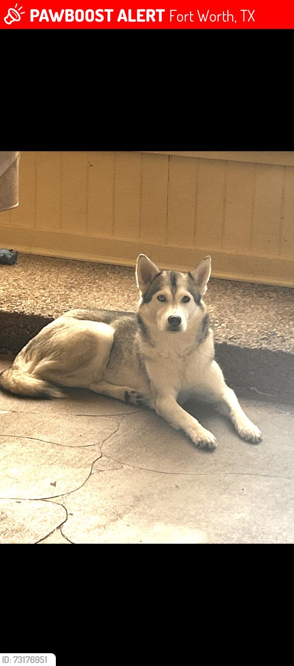 Lost Female Dog last seen Rockmoor and Crowley road, Fort Worth, TX 76134
