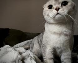 Reunited Female Cat last seen 56th st and archer ave, Summit, IL 60501