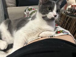 Lost Female Cat last seen Leigh road and flint avenue, Langford, BC V9B 0Z8