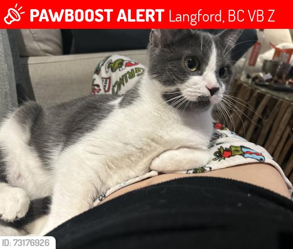 Lost Female Cat last seen Leigh road and flint avenue, Langford, BC V9B 0Z8
