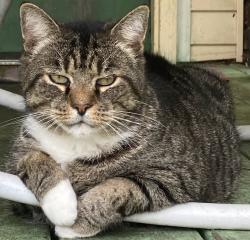 Reunited Male Cat last seen Formerly St. Stanislaus Kostka Church, King Street, Sharon, PA 16146