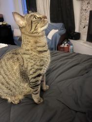 Lost Male Cat last seen Wilbur Wright College (Montrose and Narragansett near Berteau), Chicago, IL 60634