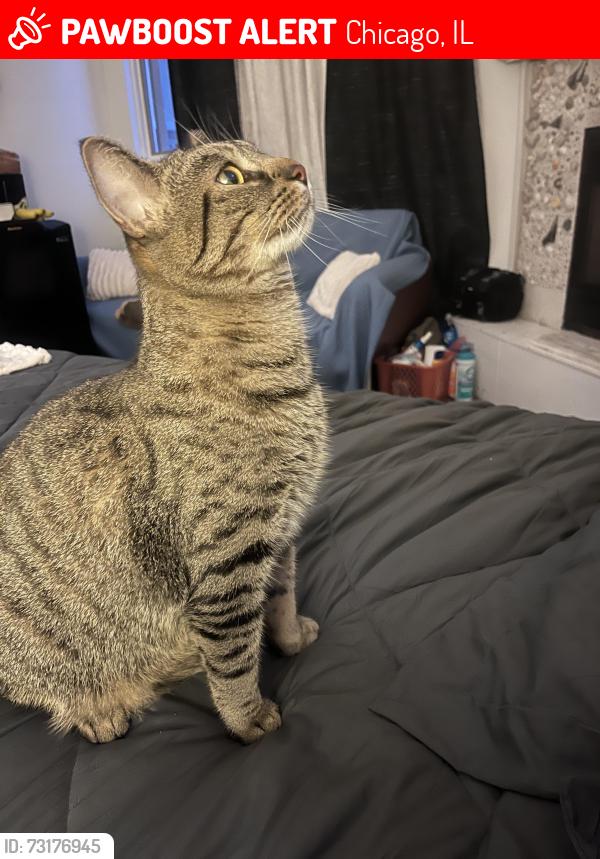 Lost Male Cat last seen Wilbur Wright College (Montrose and Narragansett near Berteau), Chicago, IL 60634