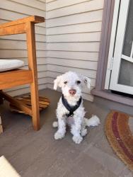 Found/Stray Male Dog last seen Chestnut and 21st, Oakland, CA 94607