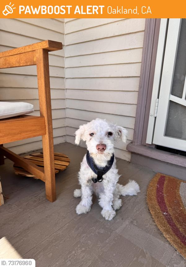 Found/Stray Male Dog last seen Chestnut and 21st, Oakland, CA 94607