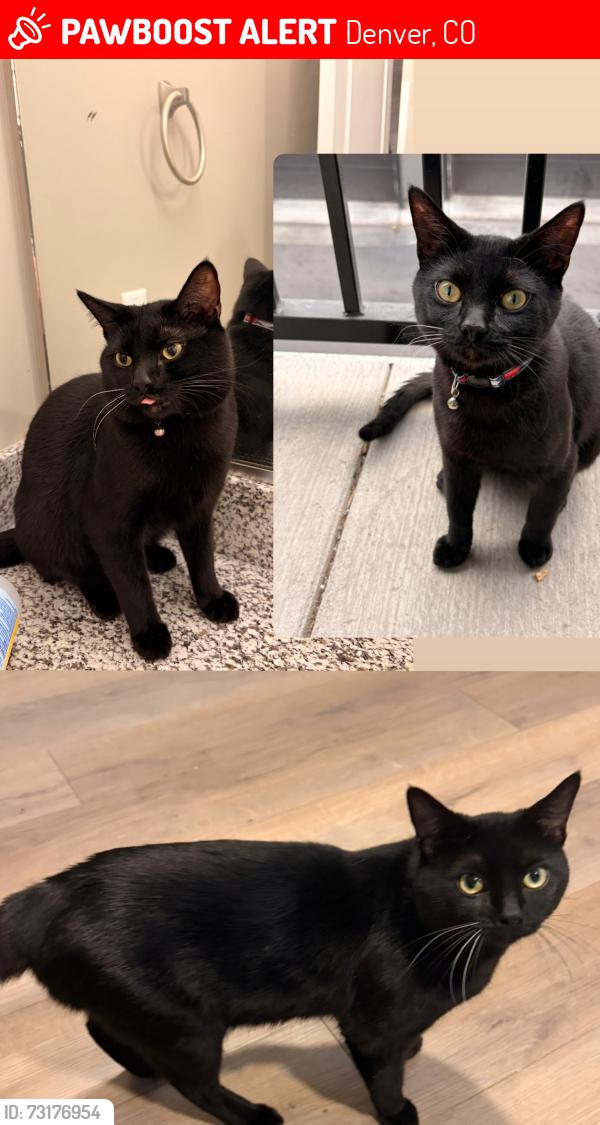 Lost Male Cat last seen Lipan and exposition, Denver, CO 80223
