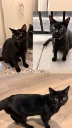 Lost Male Cat last seen Lipan and exposition, Denver, CO 80223
