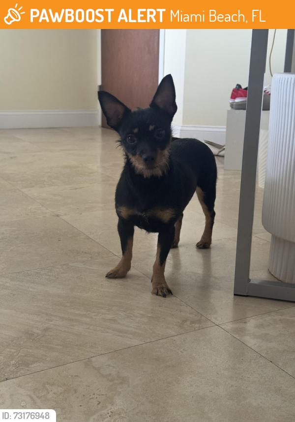 Found/Stray Female Dog last seen Near Collins Ave, Miami Beach, FL 33141, Miami Beach, FL 33141