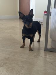Found/Stray Female Dog last seen Near Collins Ave, Miami Beach, FL 33141, Miami Beach, FL 33141