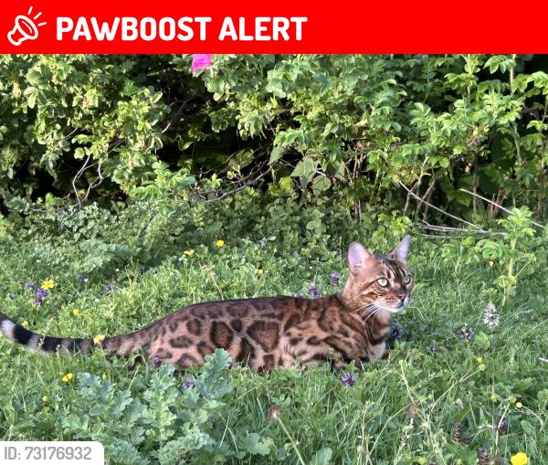 Lost Male Cat last seen Old Dryburn Way, County Durham, England DH1 5SE