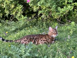 Lost Male Cat last seen Old Dryburn Way, County Durham, England DH1 5SE