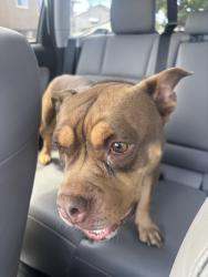 Found/Stray Female Dog last seen Moraga Dr and Monterey Blvd, San Leandro, CA 94578