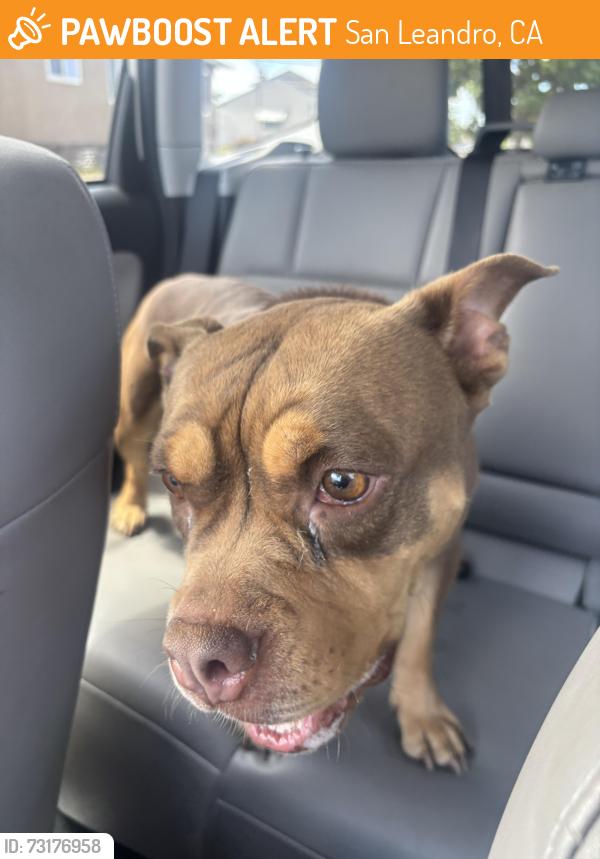 Found/Stray Female Dog last seen Moraga Dr and Monterey Blvd, San Leandro, CA 94578