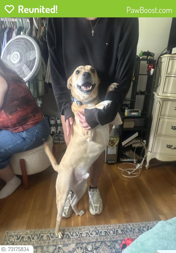 Reunited Male Dog last seen Near Camp Rotary Rd, Gastonia, NC 28052, USA, Gastonia, NC 28052