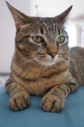 Lost Female Cat last seen Near Summit St, Weymouth, MA 02188, Weymouth, MA 02188