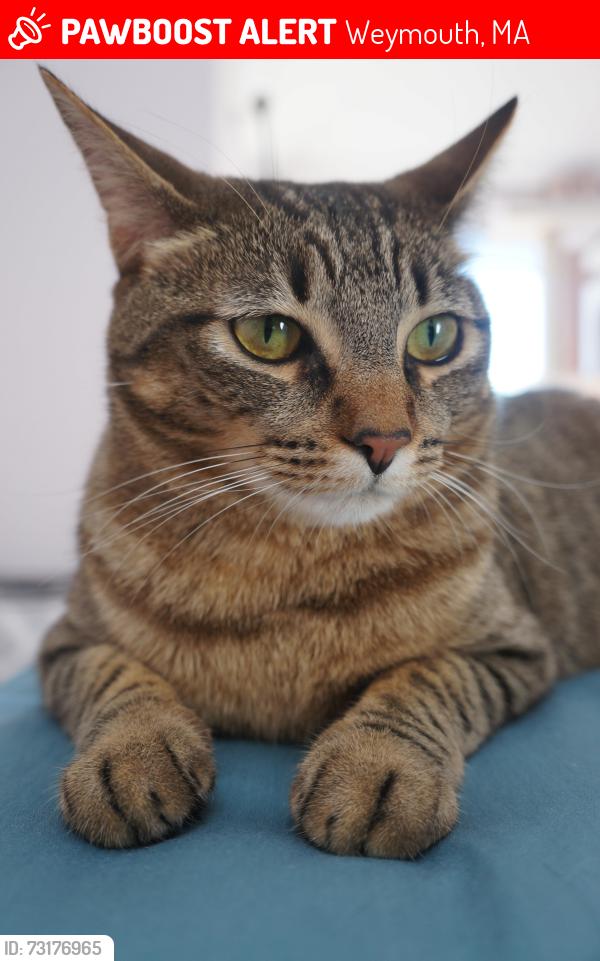 Lost Female Cat last seen Near Summit St, Weymouth, MA 02188, Weymouth, MA 02188