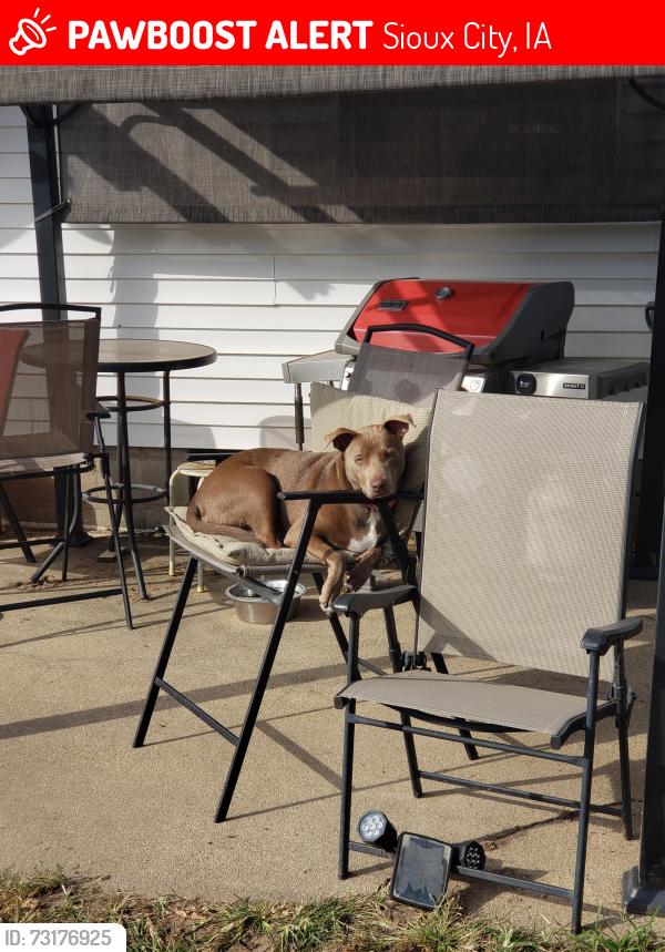Lost Female Dog last seen Graceland Cemetery Area, Sioux City, IA 51106