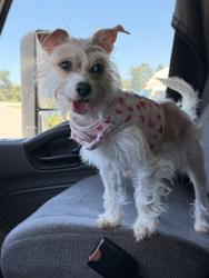 Lost Female Dog last seen Texaco, Decatur, GA 30035