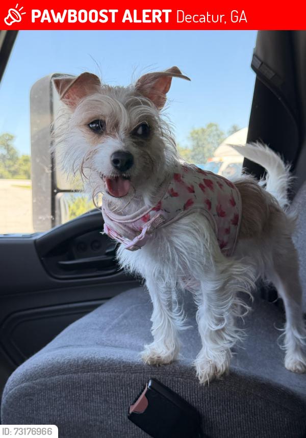 Lost Female Dog last seen Texaco, Decatur, GA 30035