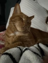 Reunited Male Cat last seen Jacobs reserve, Conroe, TX 77384