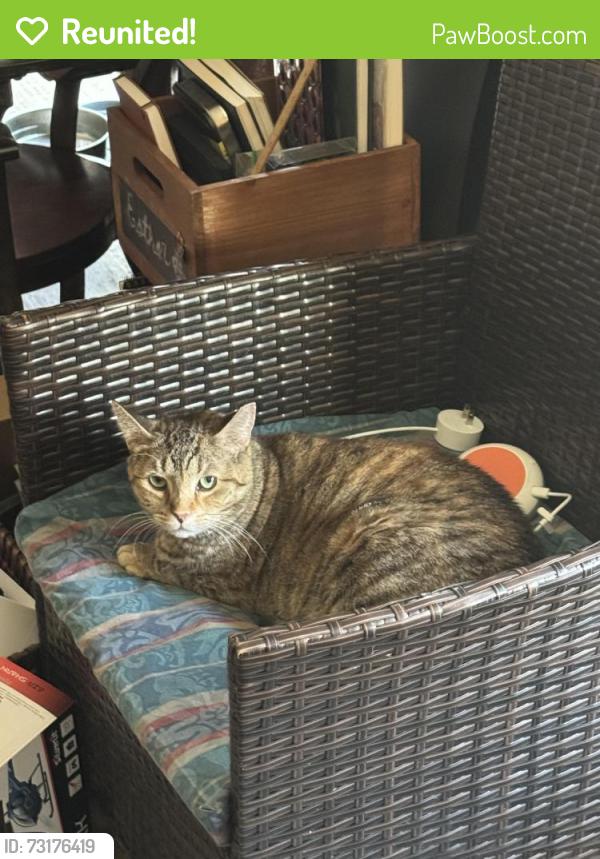 Reunited Female Cat last seen Near Falls Road Bushkill, Pa 18324, Bushkill, PA 18324