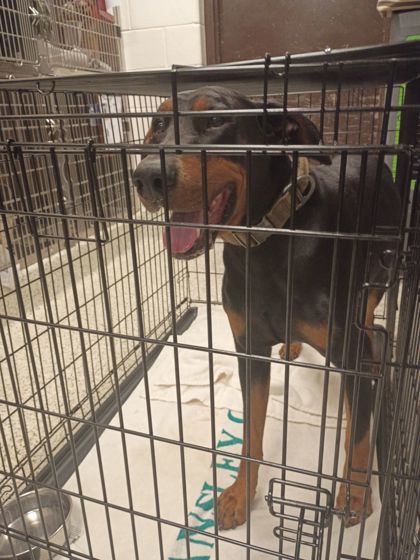 Shelter Stray Male Dog last seen Near South meadow PKWY, Atlanta, GA, 1251 Fulton Industrial Blvd NW, Atlanta, GA 30336, USA
