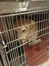 Shelter Stray Female Dog last seen Near South meadow PKWY, Atlanta, GA, 1251 Fulton Industrial Blvd NW, Atlanta, GA 30336, USA