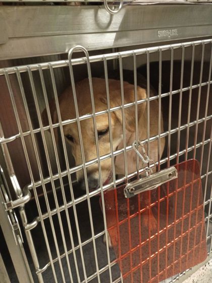 Shelter Stray Female Dog last seen Near South meadow PKWY, Atlanta, GA, 1251 Fulton Industrial Blvd NW, Atlanta, GA 30336, USA