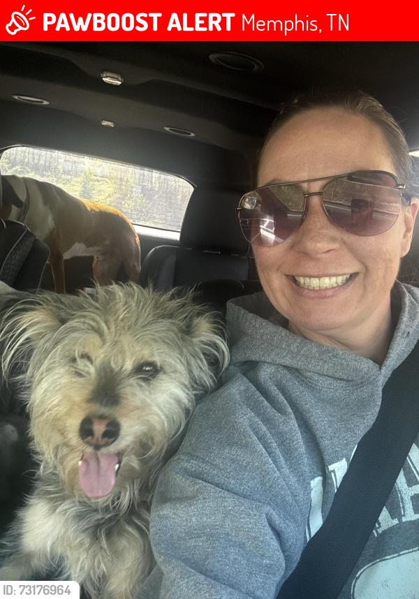 Lost Male Dog last seen Mullins Station, Memphis, TN 38134