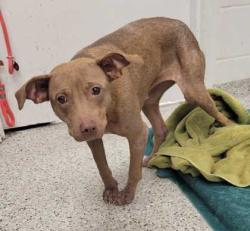 Shelter Stray Female Dog last seen Near Farley Ave, 64129, MO, 7077 Elmwood Ave, Kansas City, MO 64132, USA