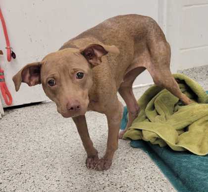 Shelter Stray Female Dog last seen Near Farley Ave, 64129, MO, 7077 Elmwood Ave, Kansas City, MO 64132, USA