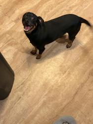 Reunited Female Dog last seen Richie and Allen Genoa, Houston, TX 77017