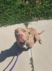 Shelter Stray Female Dog last seen Near Mosher st, 21216, MD, 2490 Giles Rd, Baltimore, MD 21225, USA