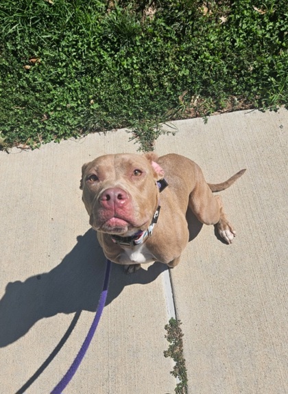 Shelter Stray Female Dog last seen Near Mosher st, 21216, MD, 2490 Giles Rd, Baltimore, MD 21225, USA